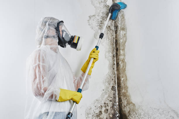 Best Post-Flood Mold Remediation in Minorca, LA