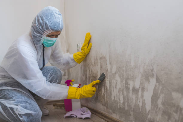 Professional Mold Remediation in Minorca, LA
