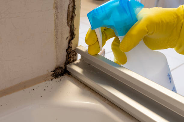 Best Attic Mold Remediation in Minorca, LA