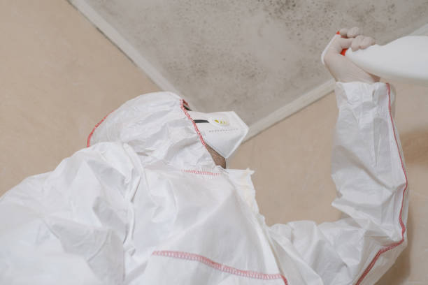 Best HVAC Mold Remediation in Minorca, LA