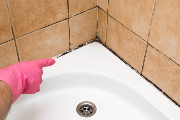 Best Mold Testing and Inspection Services in Minorca, LA